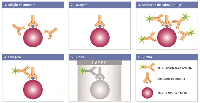 Etapas - LABScreen